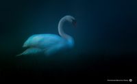 Awakening swan 3