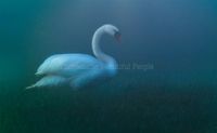 Picture in blue with fullscreen Swan, Just awakening in the morning mist